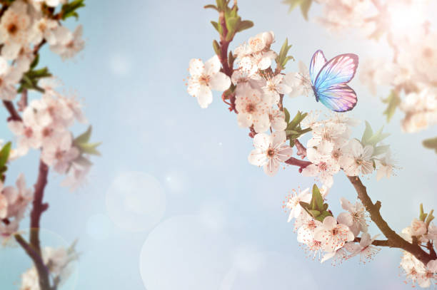istock Flowering branches and petals on a blurred background with butterfly, 2171619209