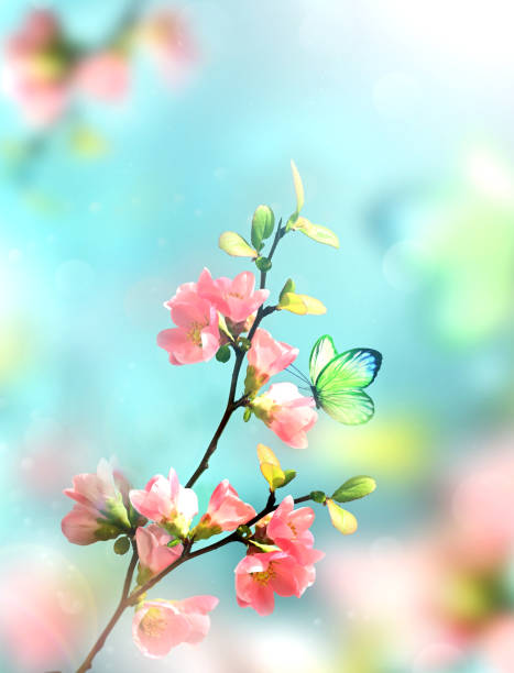 istock Flowering branches and petals on a blurred background with butterfly, 2171619210