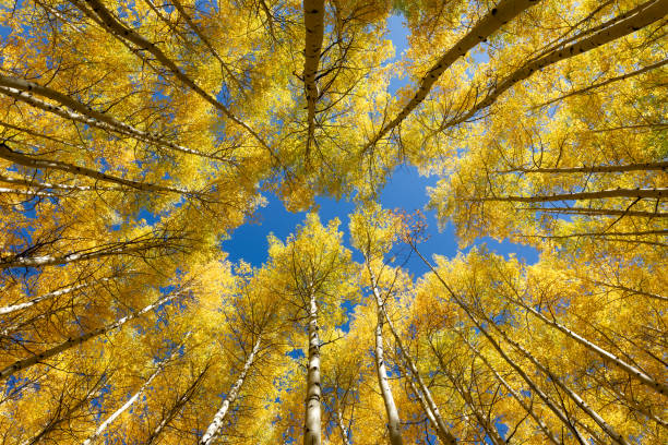 istock Autumn Aspen trees at peak fall color in Colorado 2171619239