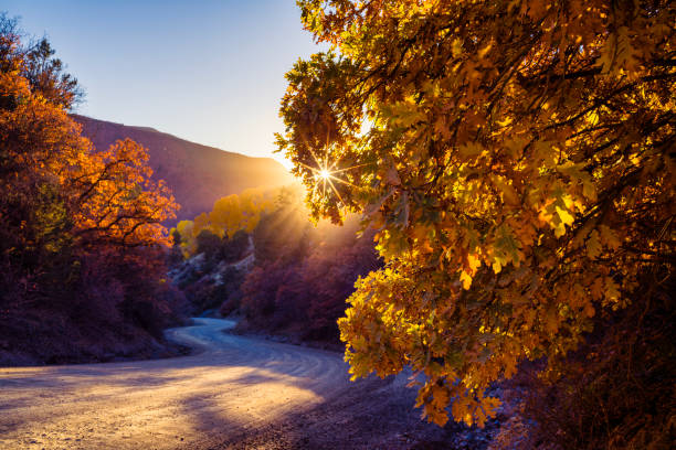Country Road and Backlit Trees - Fall autumn color with scenic views in mountain setting. Dirt road leading off into the distance.