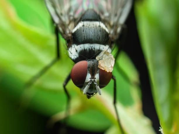 A macro close-up of a fly on a wooden beam.