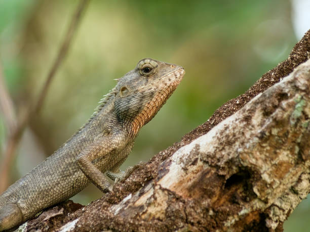 istock Asian Gecko on a parasitic tree branch 2171620135