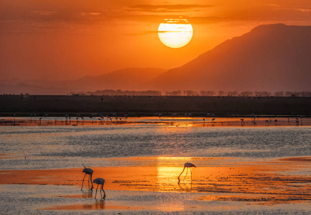 istock Sunset Reflects Over Kenyan Flamingos 2171620617