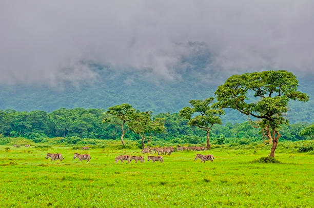 Zebra Herd Grazing in Arusha National Park Zebras walking and grazing in Arusha National Park arusha region stock pictures, royalty-free photos & images