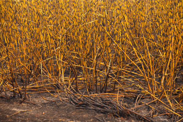 istock Burnt sugar cane plantation 2171621104