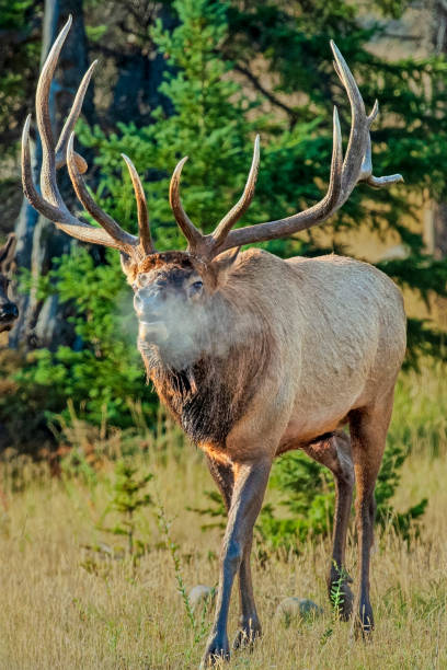 istock Bull Elk's Breath Becoming a Misty Cloud on a Cold Morning 2171621157