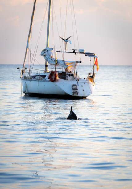 Dolphin is swimming in the sea at sunset.Marmara Sea - Istanbul / Turkey.