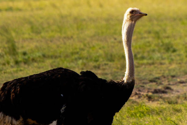 Male Ostrich in Wilderness