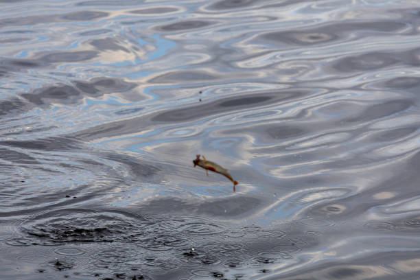 A fish jumping out of water, creating ripples on the surface. The water is reflective with a wavy texture, capturing the sky's colors.