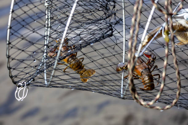 A close-up view of a crayfish trap with two crayfish caught inside. The trap is made of black netting and metal, with a sandy background. The crayfish are brownish with claws visible, showcasing their natural habitat.