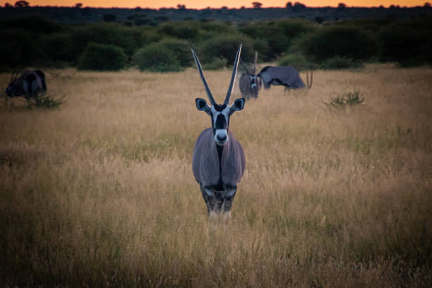 istock Gemsbok, Oryx 2171622910