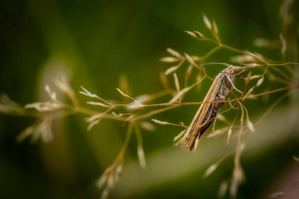 Moth Agriphila Straminella sitting an grass straw blurred bokeh background