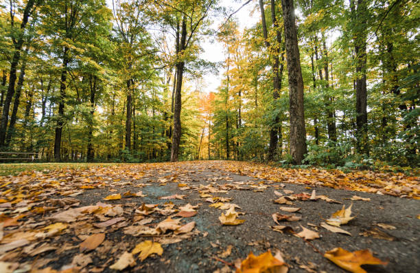 autumnal footpath in new hampshire