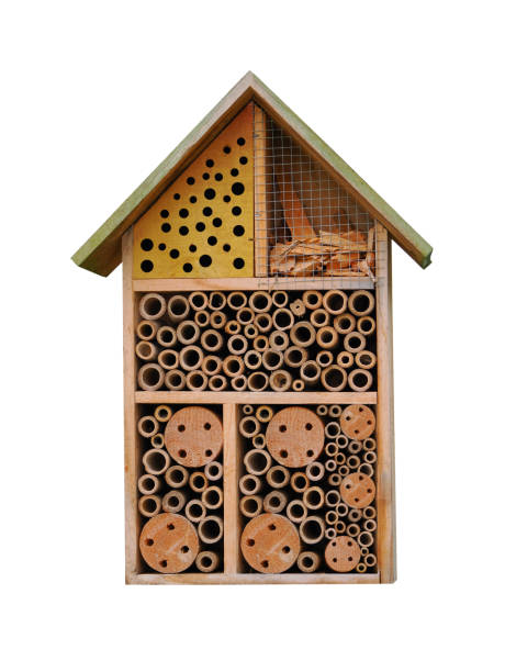 istock insect house isolated on white background 2171623712
