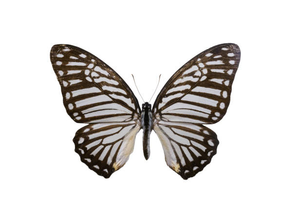 istock black and white butterfly and scored on a white background 2171623713