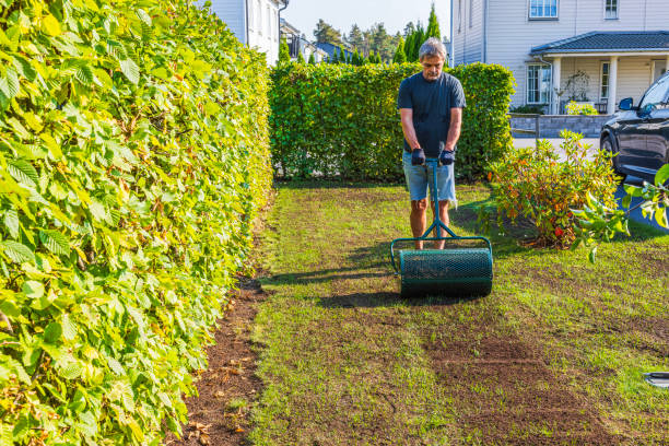 repair of damaged lawns after installation of automatic irrigation. bringing piles of soil and scattering with rakes. lawn sowing and grooving. pile, dressing, top, scattering