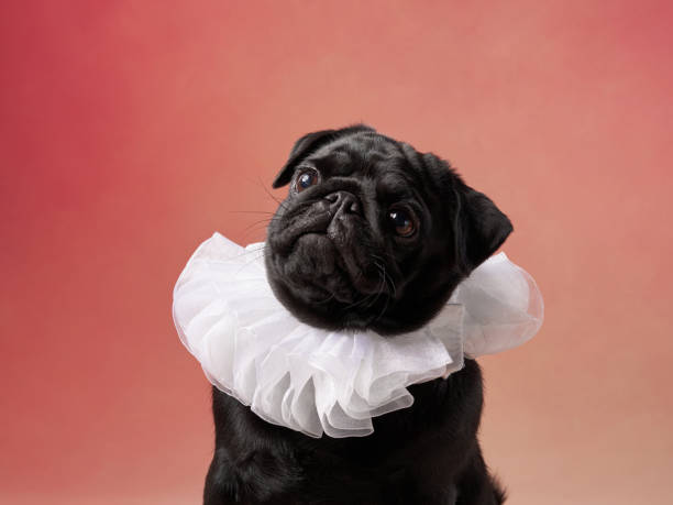 istock Pug in Ruffled Collar Looking Up 2171626446