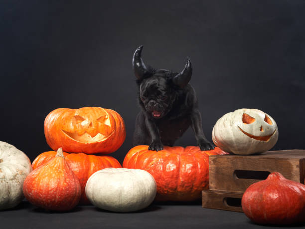 istock Dog Among Halloween Pumpkins 2171626455