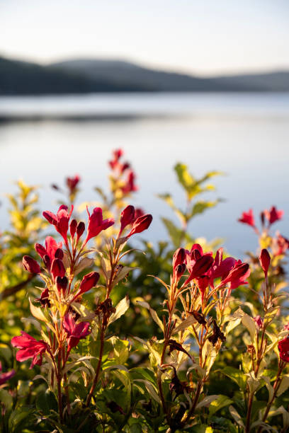 Blooming flowers at Schroon Lake, New York, USA