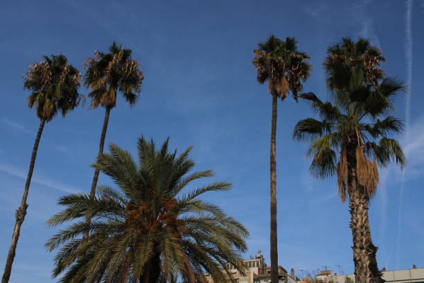Palm trees around Barcelona's harbor. There are six trees. The sky behind them is very blue with almost no clouds. It's also possible to notice the tip of some buildings.