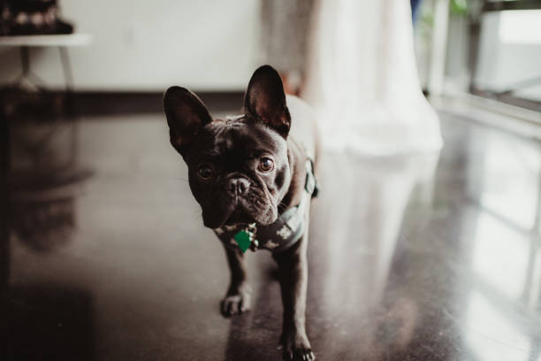 istock French bulldog with bride in the background getting ready for wedding 2171627512