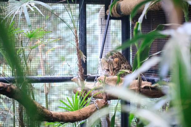 istock Leopard Cat Relaxing on a Tree Branch in a Wildlife Sanctuary 2171628145