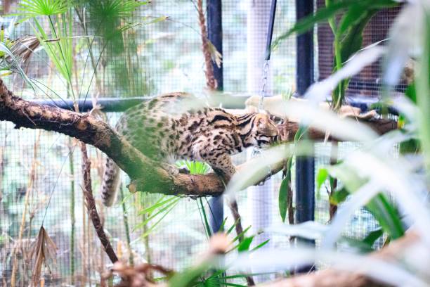 istock Leopard Cat Relaxing on a Tree Branch in a Wildlife Sanctuary 2171628349