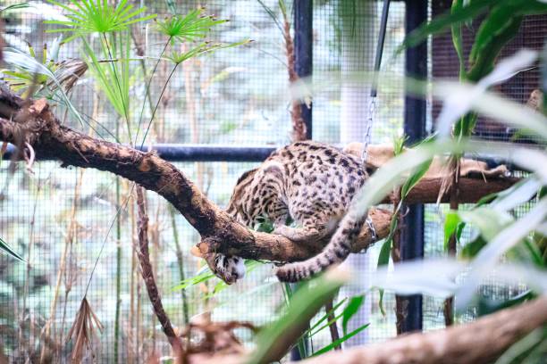 istock Leopard Cat Relaxing on a Tree Branch in a Wildlife Sanctuary 2171628392