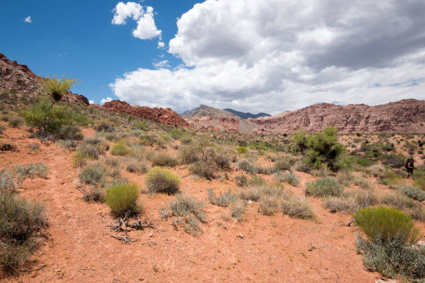 istock Calico Basin trail, Red Rock Canyon, Nevada 2171628511