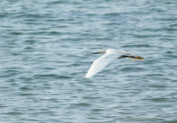 istock Snowy egret flying with open wings over the water 2171632411