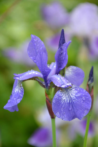 istock bouquet of siberian blue irises 2171638981