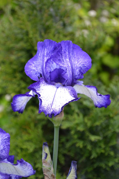 istock iris bearded in the garden 2171639310