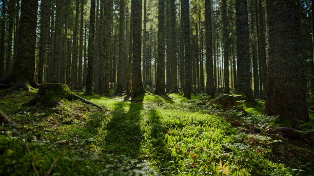 istock Serene Green Forest Landscape 2171639474