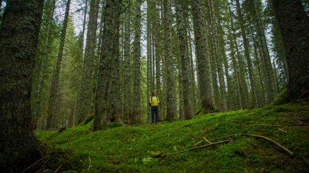 istock Caucasian Female Hiker Explores Lush Forest Terrain 2171639543