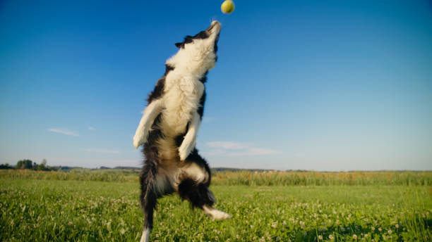 istock Energetic Border Collie Jumping for Ball in Field 2171639567