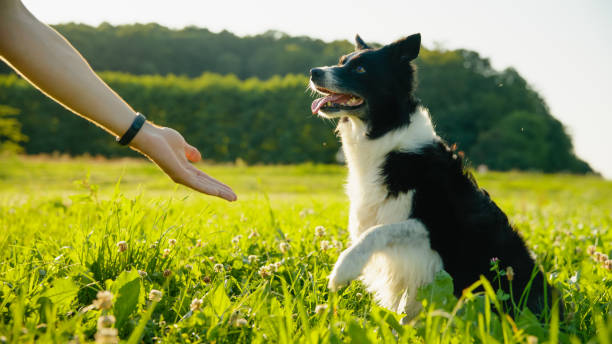 istock Active Border Collie Playing Fetch in Sunny Field 2171639574