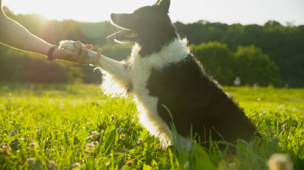 istock Energetic Border Collie Enjoying Outdoor Playtime 2171639576