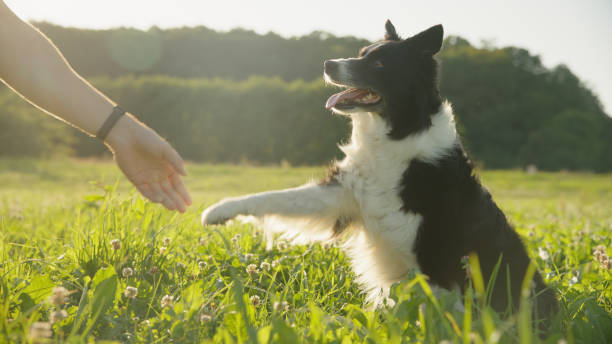 istock Playful Border Collie Enjoys Outdoor Game 2171639579