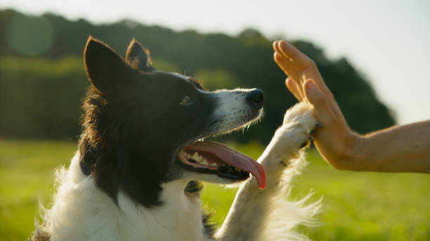 istock Joyful Border Collie Playing Outdoors with Owner 2171639580