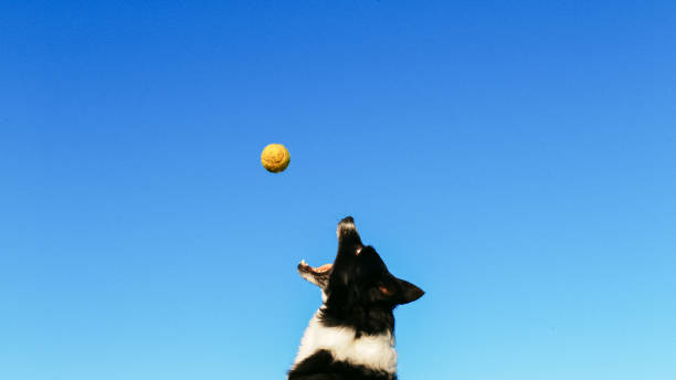 A lively Border Collie leaps for a ball against a clear blue sky, showcasing the breed's agility and playful spirit in an outdoor setting.