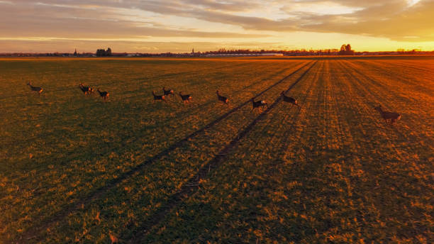 Deer Galloping Across Farmland