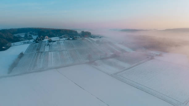 Fresh snow in the vineyard