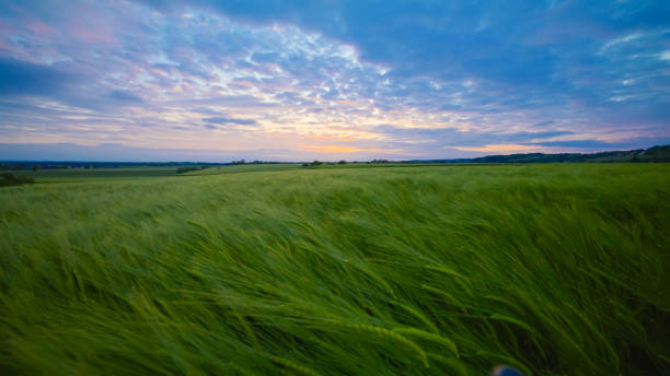 istock Sunset Over Gently Swaying Crop Field 2171639967