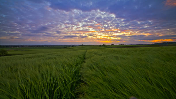 istock Golden Hour Over Green Farmland 2171639985
