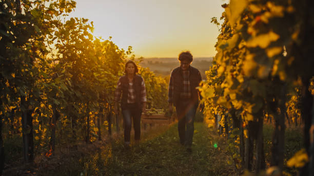 istock Caucasian Vineyard Workers During Harvest Season 2171640067