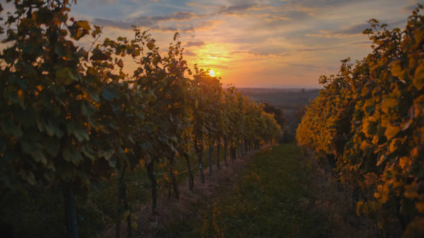istock Sunset Over Lush Vineyard Landscape 2171640110