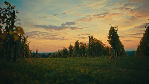 Sunset Hues Drape a Lush Vineyard Landscape