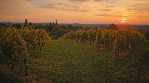istock Sunset Serenity at a Lush Vineyard 2171640121