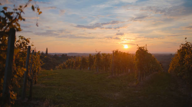 istock Sunset Hues Over Rolling Vineyard Landscape 2171640122
