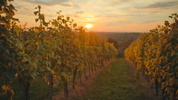 istock Sunset Serenade Over Lush Vineyard 2171640124